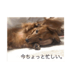 ダックスフンドのななちゃん（個別スタンプ：28）
