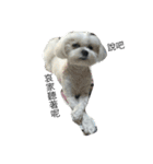 Maltese-Minnie Lu（個別スタンプ：1）