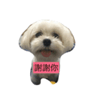Maltese-Minnie Lu（個別スタンプ：3）