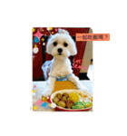 Maltese-Minnie Lu（個別スタンプ：5）
