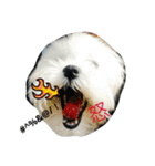 Maltese-Minnie Lu（個別スタンプ：8）