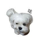 Maltese-Minnie Lu（個別スタンプ：9）