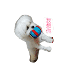 Maltese-Minnie Lu（個別スタンプ：10）
