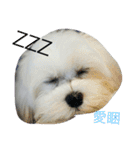 Maltese-Minnie Lu（個別スタンプ：11）