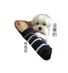 Maltese-Minnie Lu（個別スタンプ：13）