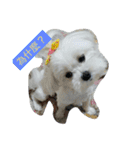 Maltese-Minnie Lu（個別スタンプ：14）
