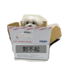 Maltese-Minnie Lu（個別スタンプ：15）