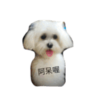 Maltese-Minnie Lu（個別スタンプ：17）