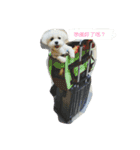 Maltese-Minnie Lu（個別スタンプ：18）