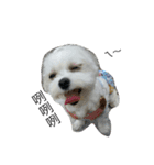 Maltese-Minnie Lu（個別スタンプ：19）