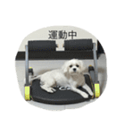 Maltese-Minnie Lu（個別スタンプ：21）