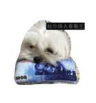 Maltese-Minnie Lu（個別スタンプ：22）