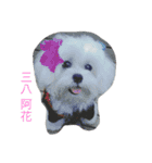 Maltese-Minnie Lu（個別スタンプ：23）