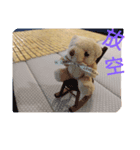 Daily Lives of Chris bear（個別スタンプ：5）