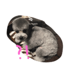 大好きなお犬達（個別スタンプ：1）