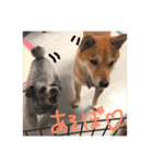 大好きなお犬達（個別スタンプ：4）