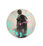 大好きなお犬達（個別スタンプ：5）