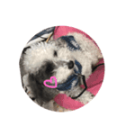大好きなお犬達（個別スタンプ：7）