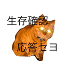 猫のうなぎさん（個別スタンプ：10）