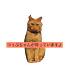 猫のうなぎさん（個別スタンプ：15）