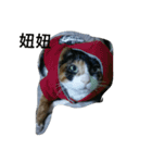 v＆cat（個別スタンプ：1）