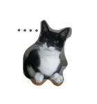 v＆cat（個別スタンプ：2）