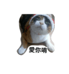 v＆cat（個別スタンプ：3）