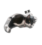 v＆cat（個別スタンプ：4）