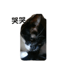 v＆cat（個別スタンプ：5）