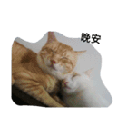 v＆cat（個別スタンプ：6）