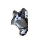 v＆cat（個別スタンプ：7）