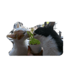 v＆cat（個別スタンプ：8）