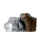 v＆cat（個別スタンプ：9）