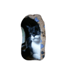v＆cat（個別スタンプ：10）