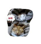 v＆cat（個別スタンプ：11）
