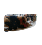 v＆cat（個別スタンプ：13）