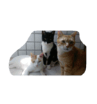 v＆cat（個別スタンプ：14）