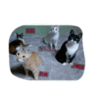 v＆cat（個別スタンプ：16）