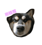 柴犬メメちゃん（個別スタンプ：1）