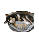 柴犬メメちゃん（個別スタンプ：2）