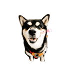 柴犬メメちゃん（個別スタンプ：3）