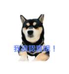 柴犬メメちゃん（個別スタンプ：4）