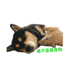 柴犬メメちゃん（個別スタンプ：5）