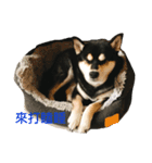 柴犬メメちゃん（個別スタンプ：7）