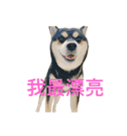 柴犬メメちゃん（個別スタンプ：8）