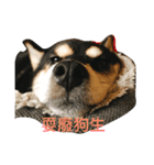 柴犬メメちゃん（個別スタンプ：9）