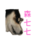 柴犬メメちゃん（個別スタンプ：10）
