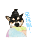 柴犬メメちゃん（個別スタンプ：11）