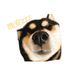 柴犬メメちゃん（個別スタンプ：13）