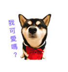 柴犬メメちゃん（個別スタンプ：14）